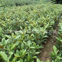 走進宿遷沭陽香之緣綠化園藝 苗木種植的藝術與產業實踐