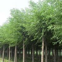 供應優質垂柳，米徑12公分，菏澤產地直供，助力綠色生態建設