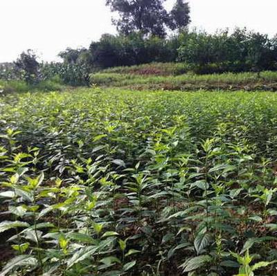 渝逸苗木種植場 高品質杜仲苗，助力中藥材綠色產業