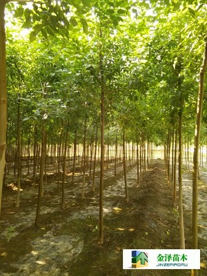 河北保定博野金澤綠化苗木基地 遼寧、山西、山東白蠟苗木的種植與供應優勢